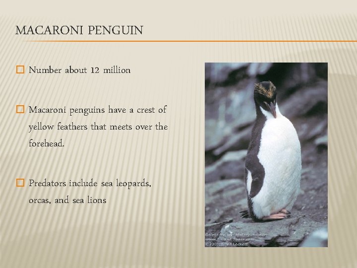 MACARONI PENGUIN � Number about 12 million � Macaroni penguins have a crest of