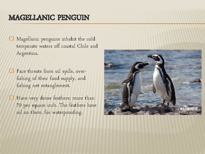 MAGELLANIC PENGUIN � Magellanic penguins inhabit the cold temperate waters off coastal Chile and