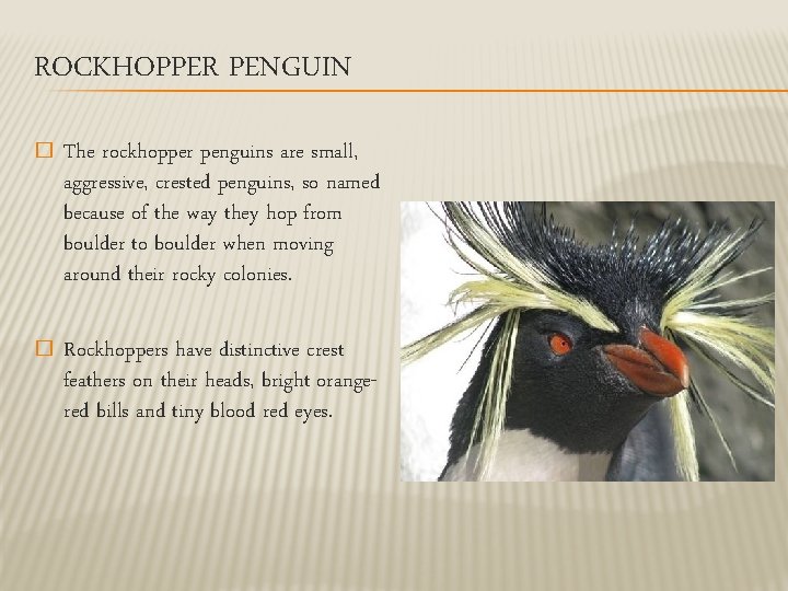 ROCKHOPPER PENGUIN � The rockhopper penguins are small, aggressive, crested penguins, so named because