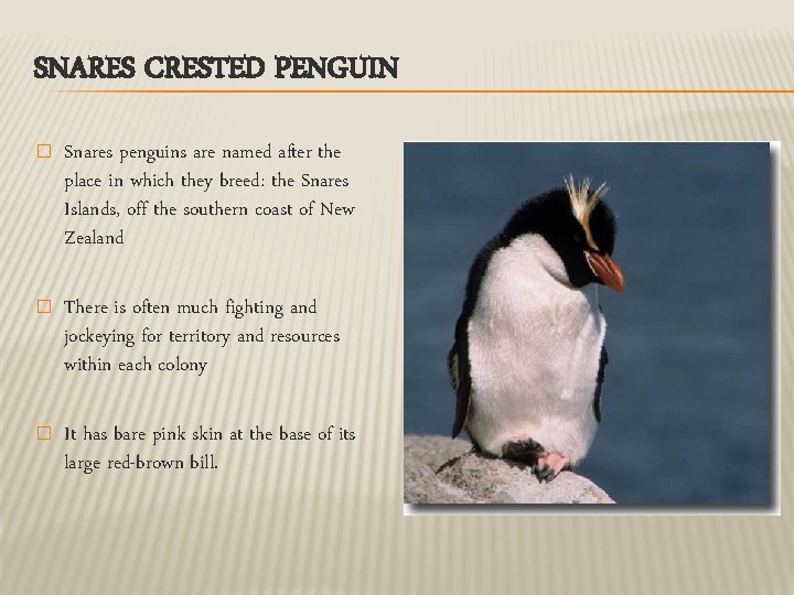 SNARES CRESTED PENGUIN � Snares penguins are named after the place in which they