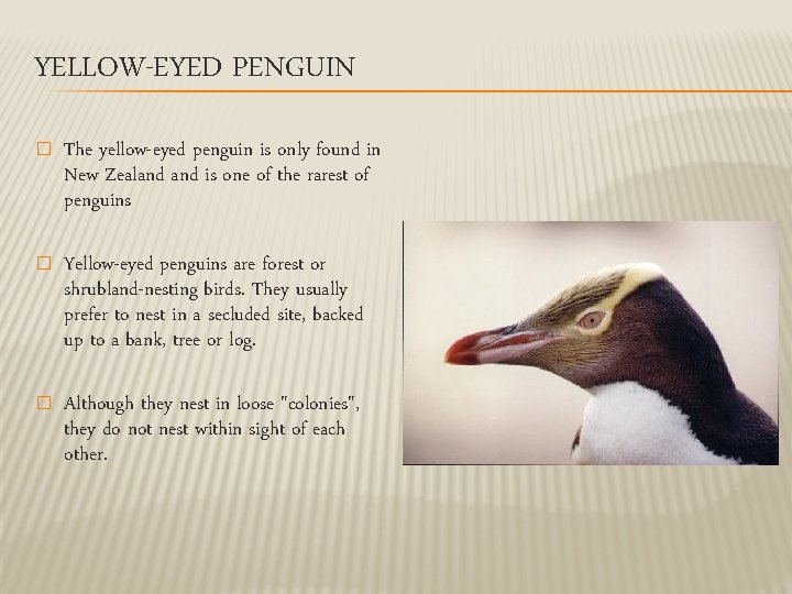 YELLOW-EYED PENGUIN � The yellow-eyed penguin is only found in New Zealand is one