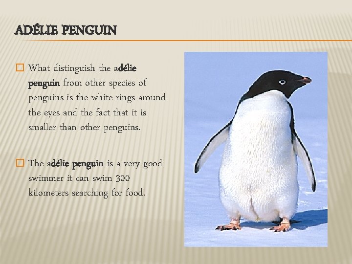 ADÉLIE PENGUIN � What distinguish the adélie penguin from other species of penguins is