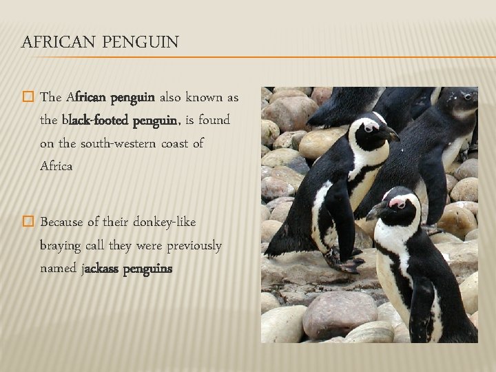 AFRICAN PENGUIN � The African penguin also known as the black-footed penguin, is found