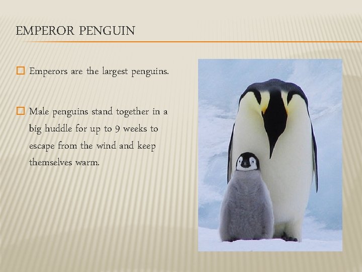 EMPEROR PENGUIN � Emperors are the largest penguins. � Male penguins stand together in