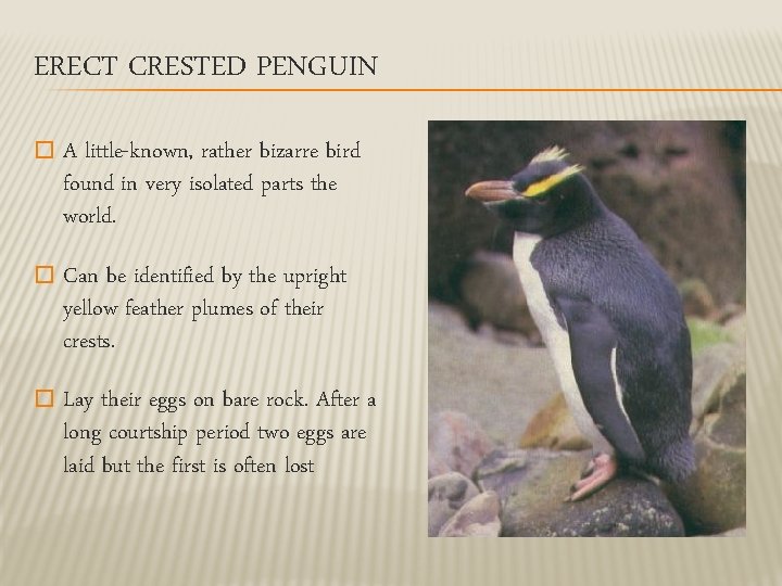 ERECT CRESTED PENGUIN � A little-known, rather bizarre bird found in very isolated parts