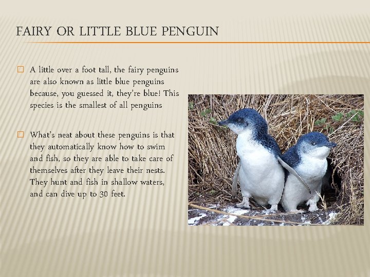 FAIRY OR LITTLE BLUE PENGUIN � A little over a foot tall, the fairy