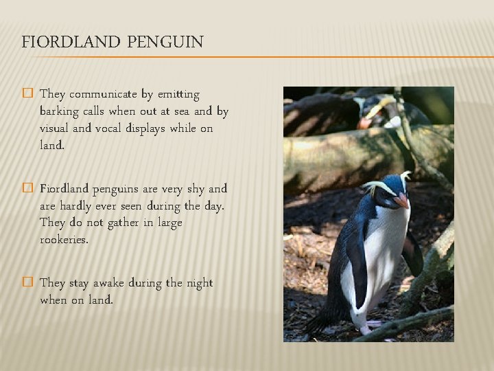 FIORDLAND PENGUIN � They communicate by emitting barking calls when out at sea and