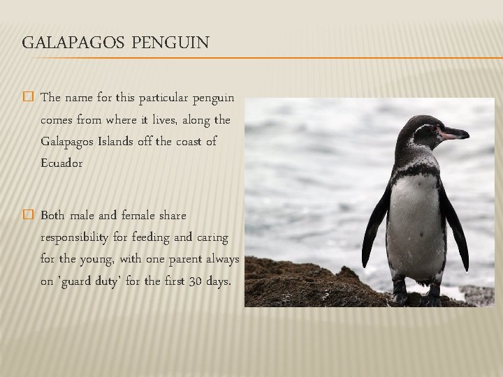 GALAPAGOS PENGUIN � The name for this particular penguin comes from where it lives,
