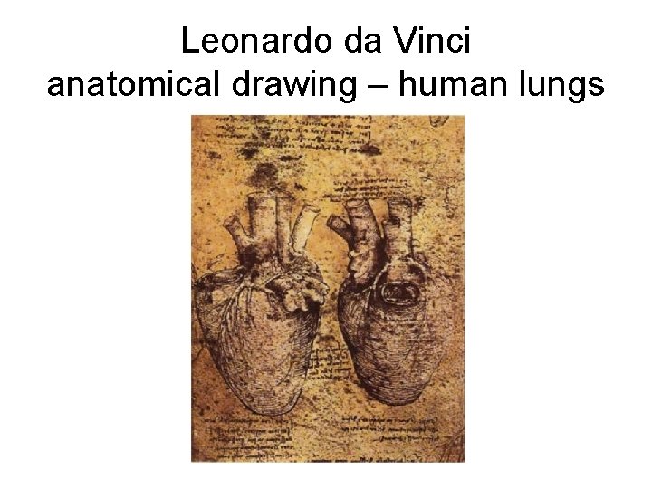 Leonardo da Vinci anatomical drawing – human lungs 