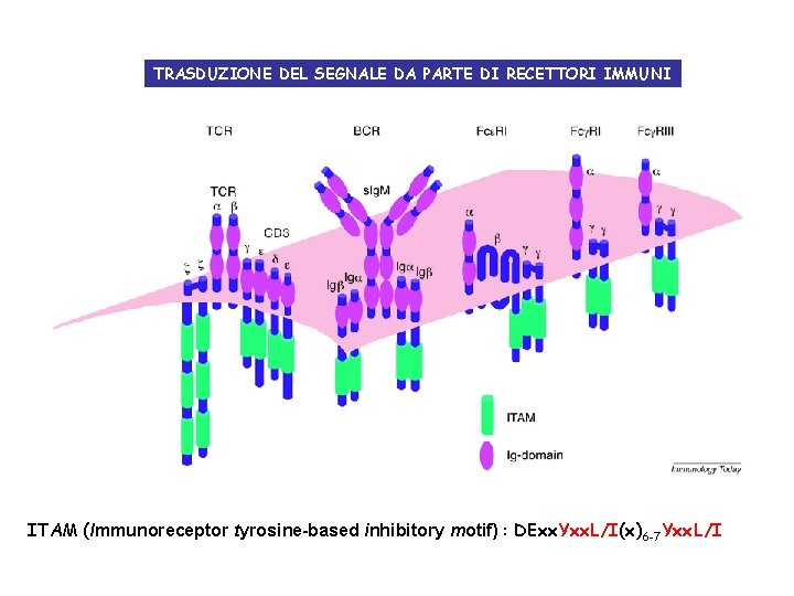 TRASDUZIONE DEL SEGNALE DA PARTE DI RECETTORI IMMUNI ITAM (Immunoreceptor tyrosine-based inhibitory motif) :