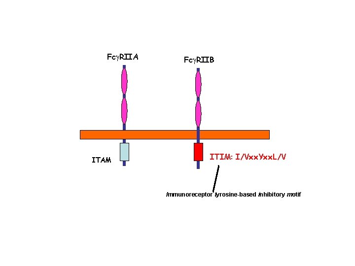 Fcg. RIIA ITAM Fcg. RIIB ITIM: I/Vxx. Yxx. L/V Immunoreceptor tyrosine-based inhibitory motif 