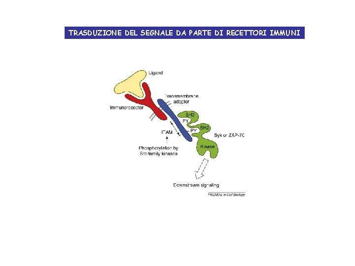 TRASDUZIONE DEL SEGNALE DA PARTE DI RECETTORI IMMUNI TRASDUZIONE DEL SEGNALE DA PARTE DI RECETTORI IMMUNI