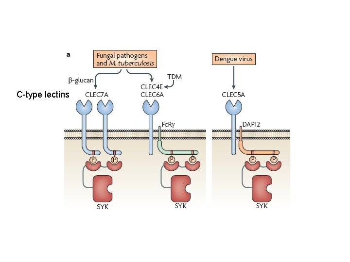 C-type lectins C-type lectins