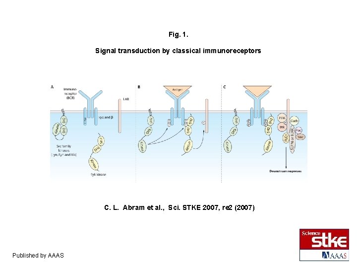 Fig. 1. Signal transduction by classical immunoreceptors C. L. Abram et al. , Sci.