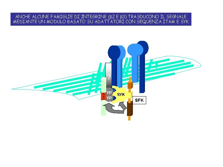 ANCHE ALCUNE FAMIGLIE DI INTEGRINE (b 2 E b 3) TRASDUCONO IL SEGNALE MEDIANTE