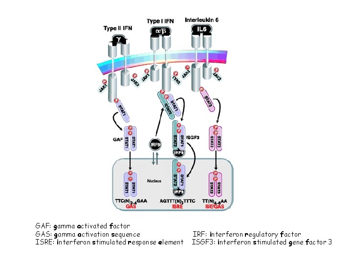 GAF: gamma activated factor GAS: gamma activation sequence ISRE: interferon stimulated response element IRF: GAF: gamma activated factor GAS: gamma activation sequence ISRE: interferon stimulated response element IRF: