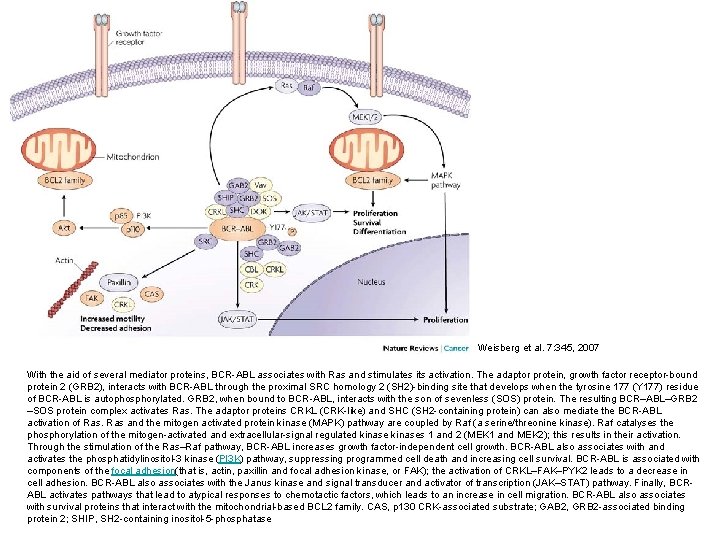 Weisberg et al. 7: 345, 2007 With the aid of several mediator proteins, BCR-ABL