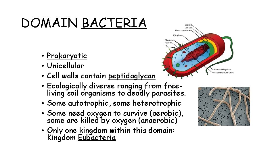 DOMAIN BACTERIA Prokaryotic Unicellular Cell walls contain peptidoglycan Ecologically diverse ranging from freeliving soil