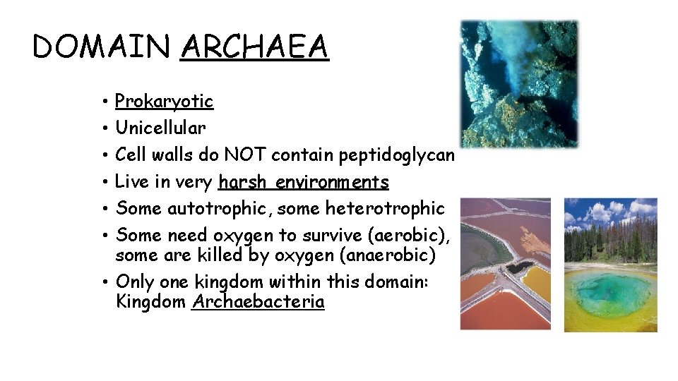 DOMAIN ARCHAEA Prokaryotic Unicellular Cell walls do NOT contain peptidoglycan Live in very harsh