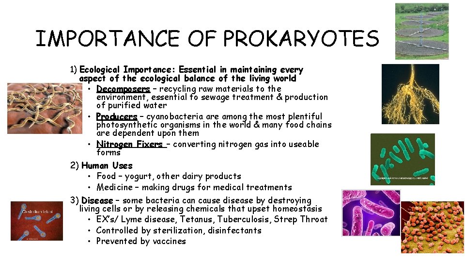 IMPORTANCE OF PROKARYOTES 1) Ecological Importance: Essential in maintaining every aspect of the ecological