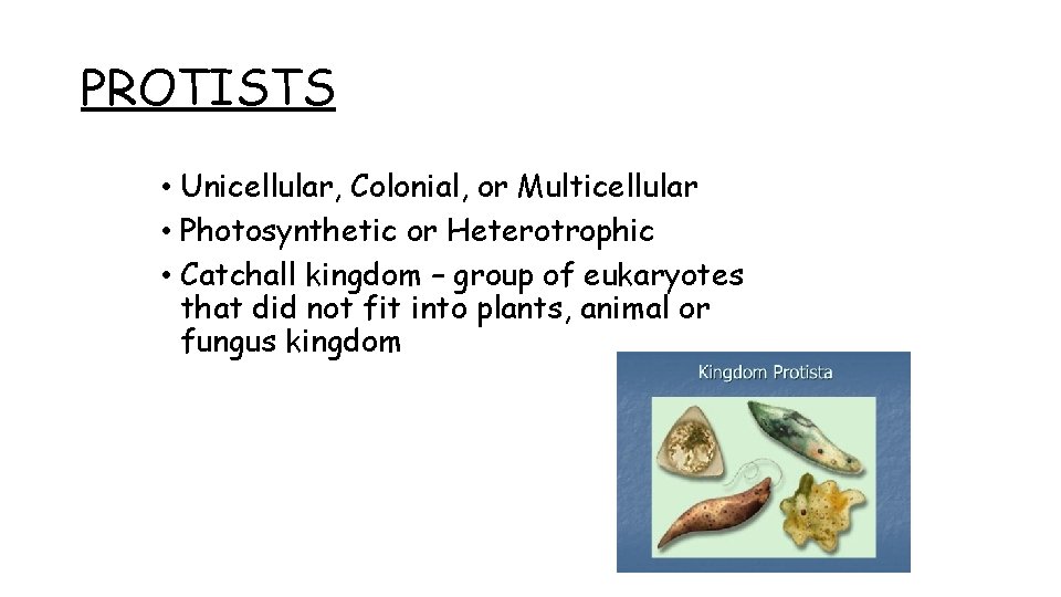 PROTISTS • Unicellular, Colonial, or Multicellular • Photosynthetic or Heterotrophic • Catchall kingdom –