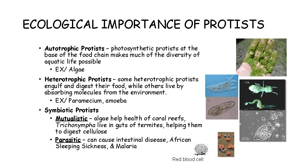 ECOLOGICAL IMPORTANCE OF PROTISTS • Autotrophic Protists – photosynthetic protists at the base of