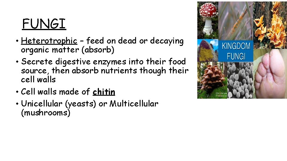 FUNGI • Heterotrophic – feed on dead or decaying organic matter (absorb) • Secrete