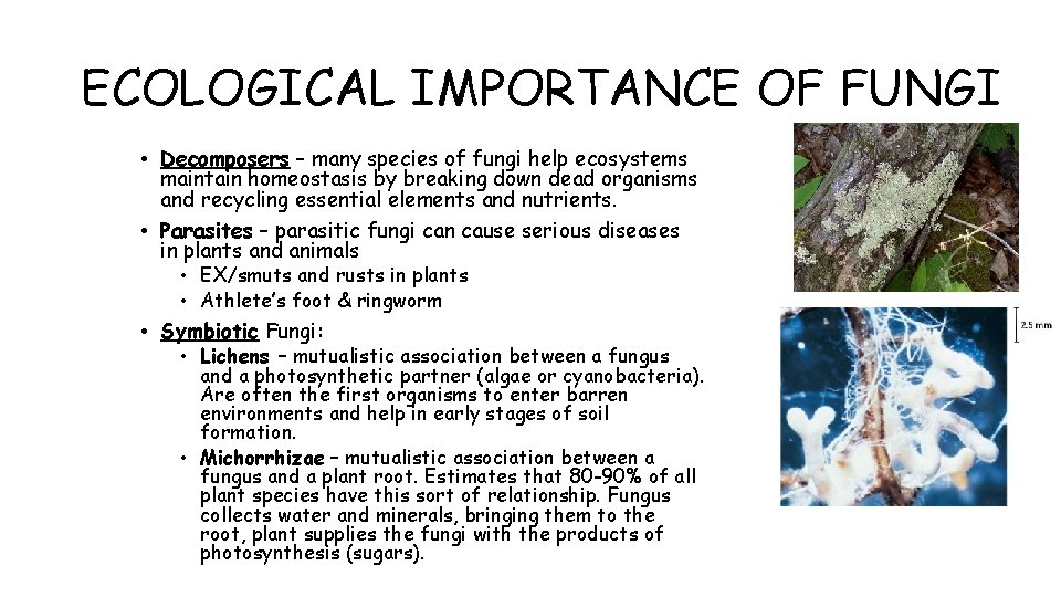 ECOLOGICAL IMPORTANCE OF FUNGI • Decomposers – many species of fungi help ecosystems maintain