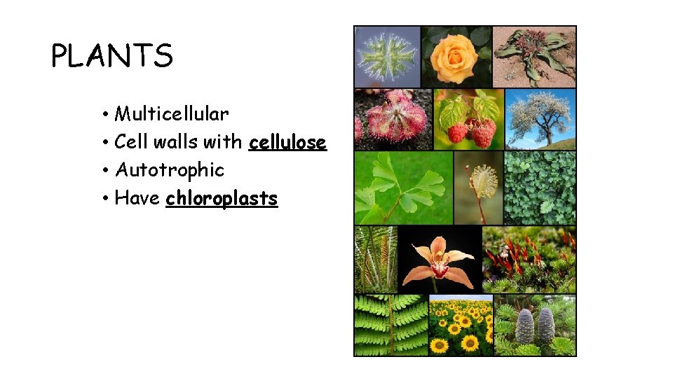 PLANTS • Multicellular • Cell walls with cellulose • Autotrophic • Have chloroplasts 
