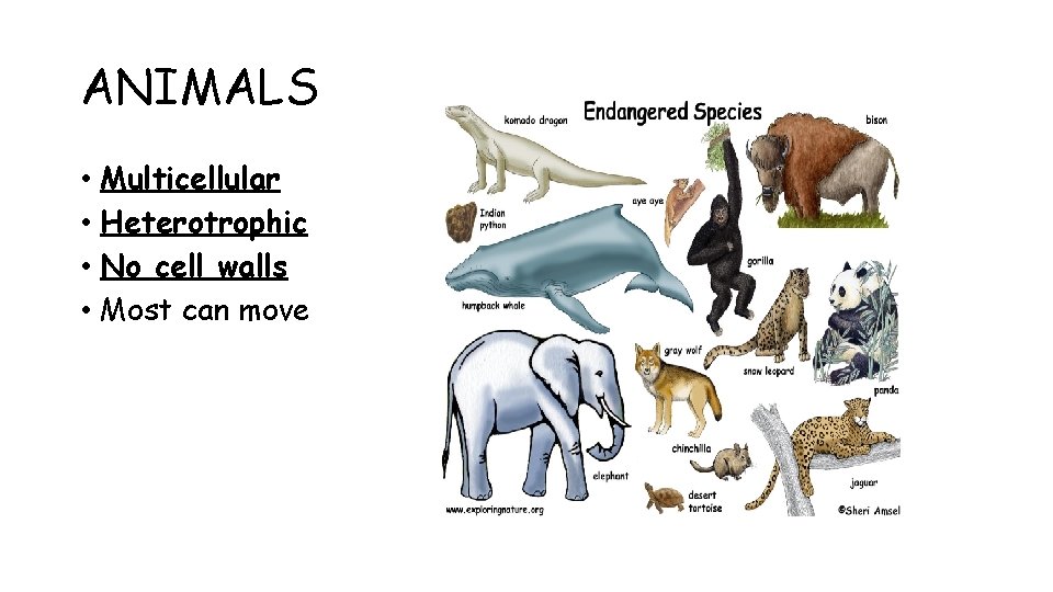 ANIMALS • Multicellular • Heterotrophic • No cell walls • Most can move 