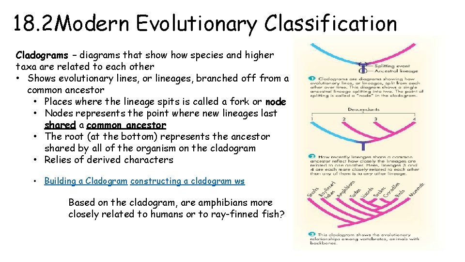 18. 2 Modern Evolutionary Classification Cladograms – diagrams that show species and higher taxa