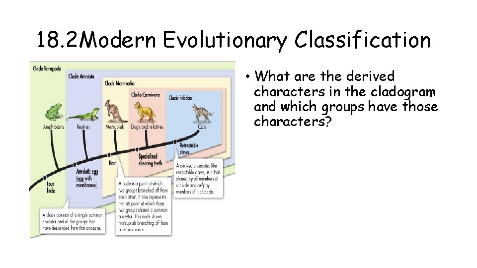 18. 2 Modern Evolutionary Classification • What are the derived characters in the cladogram