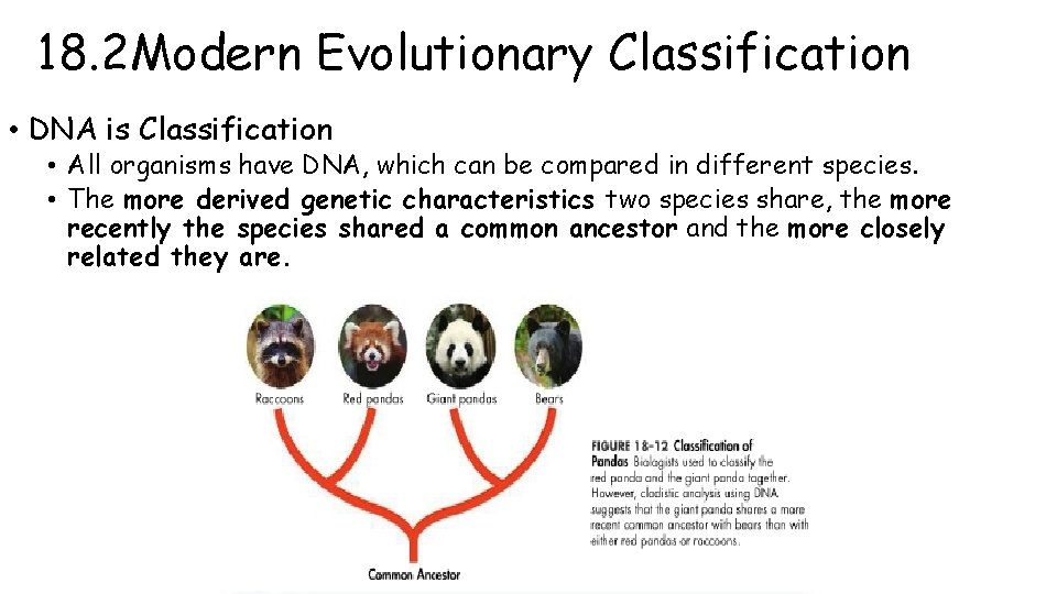 18. 2 Modern Evolutionary Classification • DNA is Classification • All organisms have DNA,