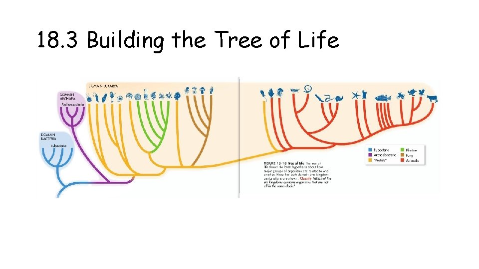 18. 3 Building the Tree of Life 