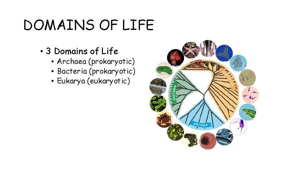 DOMAINS OF LIFE • 3 Domains of Life • Archaea (prokaryotic) • Bacteria (prokaryotic)