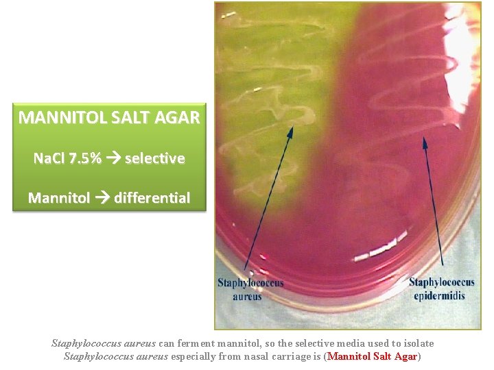 MANNITOL SALT AGAR Na. Cl 7. 5% selective Mannitol differential Staphylococcus aureus can ferment