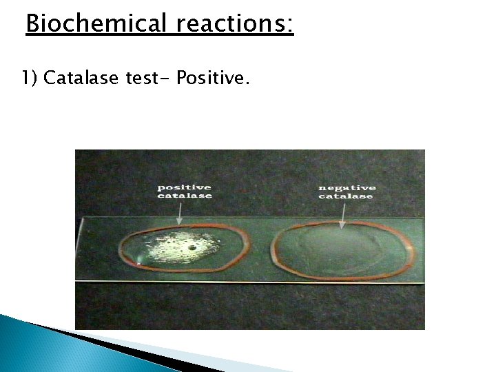 Biochemical reactions: 1) Catalase test- Positive. 