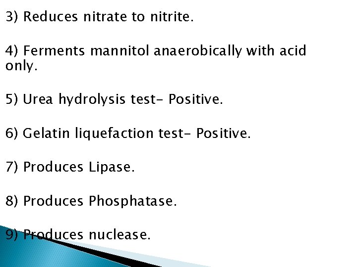 3) Reduces nitrate to nitrite. 4) Ferments mannitol anaerobically with acid only. 5) Urea