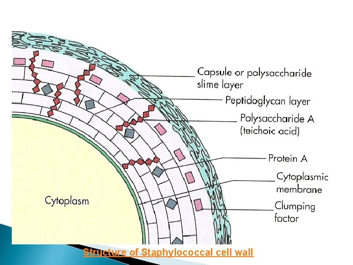 Structure of Staphylococcal cell wall 