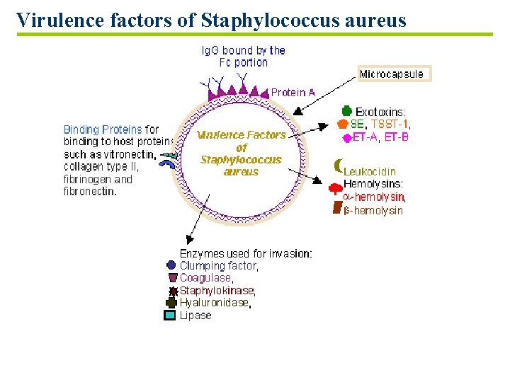 Virulence factors of Staphylococcus aureus III. 