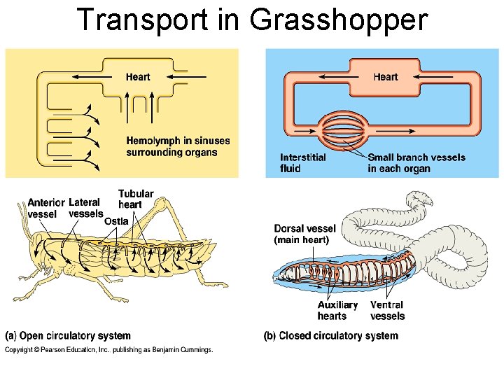 Transport in Grasshopper 