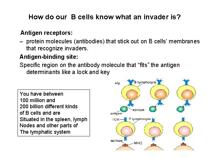 How do our B cells know what an invader is? Antigen receptors: – protein
