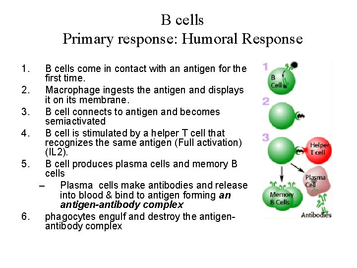 B cells Primary response: Humoral Response 1. 2. 3. 4. 5. 6. B cells