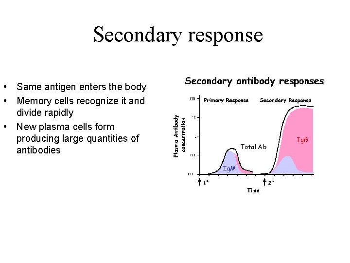 Secondary response • Same antigen enters the body • Memory cells recognize it and