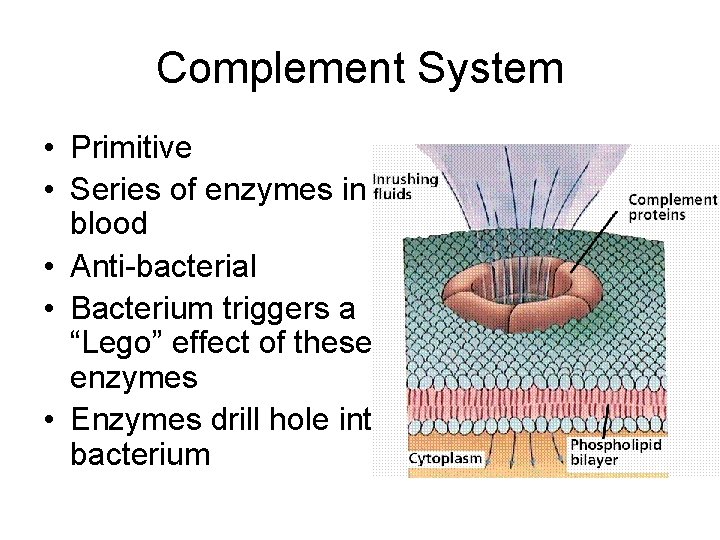 Complement System • Primitive • Series of enzymes in blood • Anti-bacterial • Bacterium