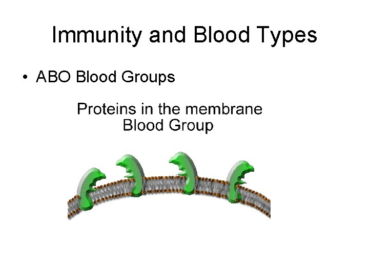 Immunity and Blood Types • ABO Blood Groups 