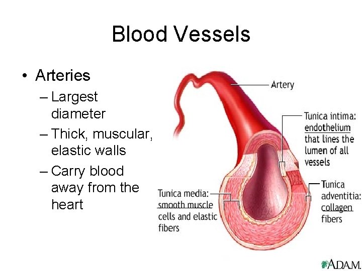 Blood Vessels • Arteries – Largest diameter – Thick, muscular, elastic walls – Carry