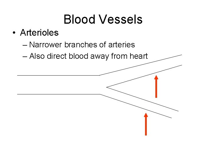 Blood Vessels • Arterioles – Narrower branches of arteries – Also direct blood away