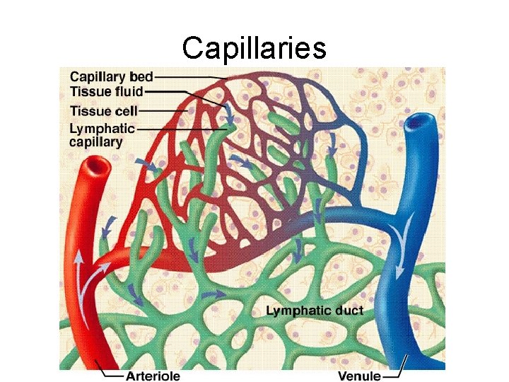 Capillaries 