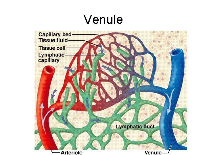 Venule 